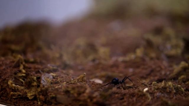 Black Widow vs. Alligator Lizard: Who Will Win? смотреть онлайн