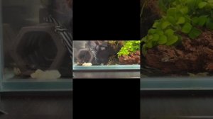 Королевская Зебра. Номерной сом L-046. Часть 2.