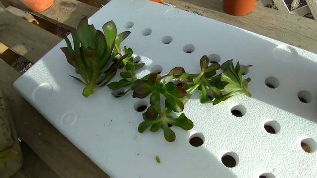Como FAZER AEONIUM BEBÊ CRESCER mais RÁPIDO...😍🇵🇹 смотреть онлайн