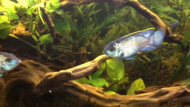 trim IxZmpL смотреть онлайн