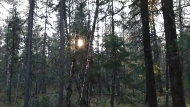 красоты леса смотреть онлайн
