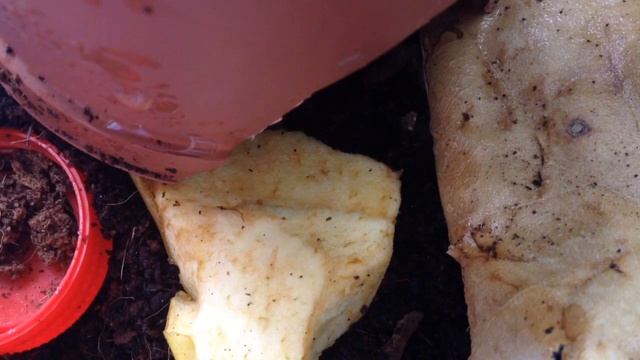 Cuidados Básicos De Las Cucarachas Dominó (Therea Olegrandjeani)