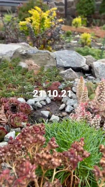 СУККУЛЕНТЫ ОСЕНЬЮ 🌵 смотреть онлайн