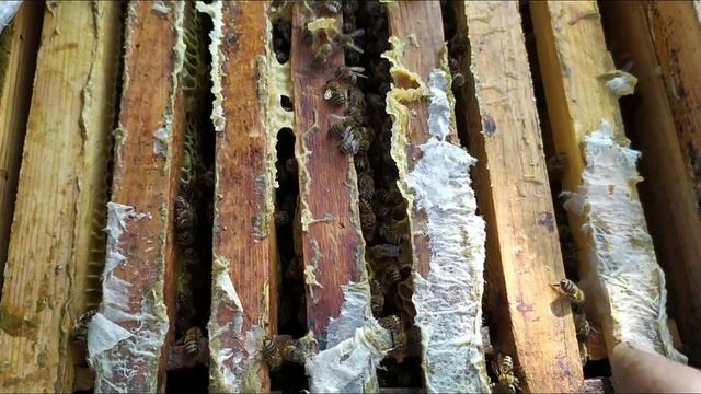 Бабье лето на моей минипасеке. 25/09/2020. смотреть онлайн