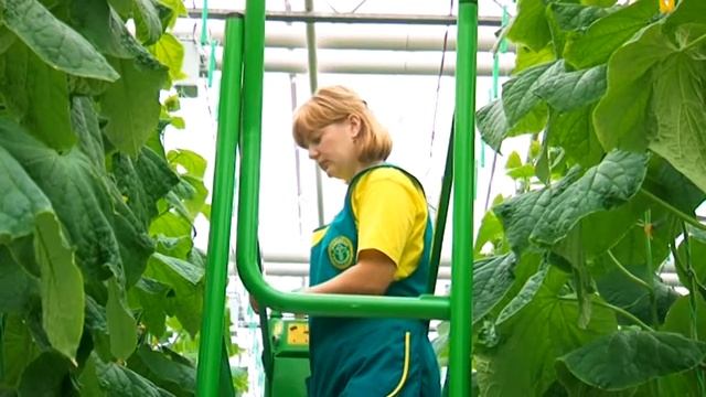 В новом комплексе комбината "Тепличный" собирают первый урожай смотреть онлайн