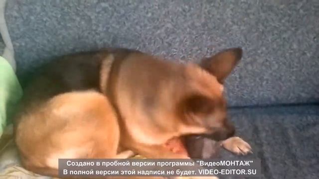 немка и хорёк играют смотреть онлайн