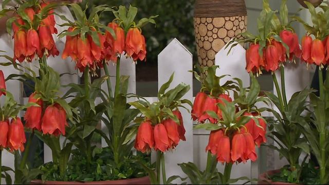 Roberta's 4 Piece Crown Imperial Fritillaria Collection on QVC смотреть онлайн