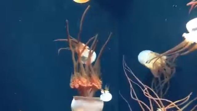 Flame jelly - Monterey Bay Aquarium смотреть онлайн