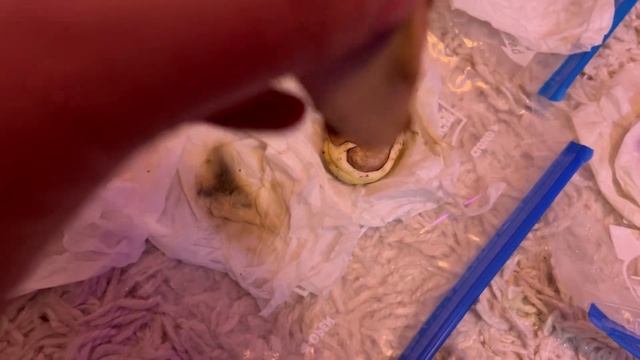 Grow tent tour 2023 | Set up & what’s growing! | Diary of a Yorkshire Gardener смотреть онлайн