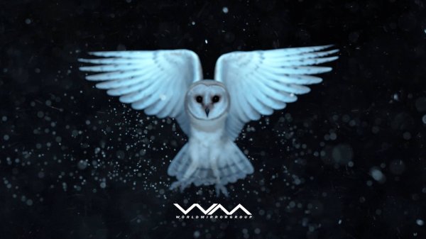 -А сова-то настоящая!