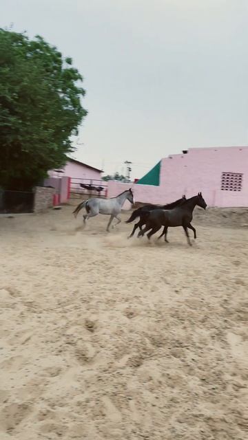 Neeli Rani (Blue Horse) #punjab #horselover #youtubeshorts #trending #viral #shortvideo смотреть онлайн