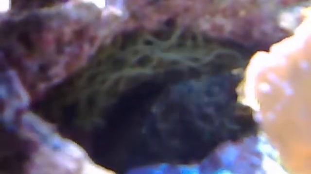 Dolabella & eggs смотреть онлайн