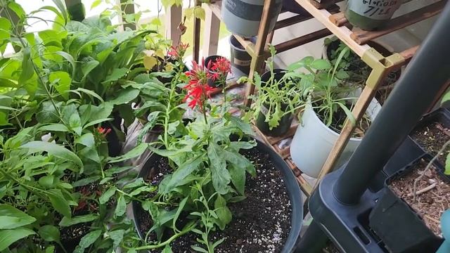 Cardinal flower plant update смотреть онлайн