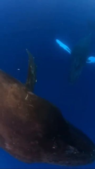 Imagine dropping your car keys on a whale #short #bluewhale #animal #fish смотреть онлайн