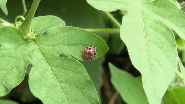 ニジュウヤホシテントウ/Epilachna vigintioctopunctata 03_170821ガイコツ山 смотреть онлайн