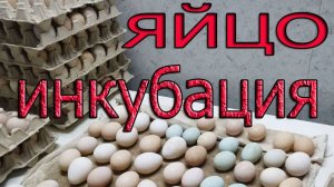 Инкубационное яйцо 2025, цены