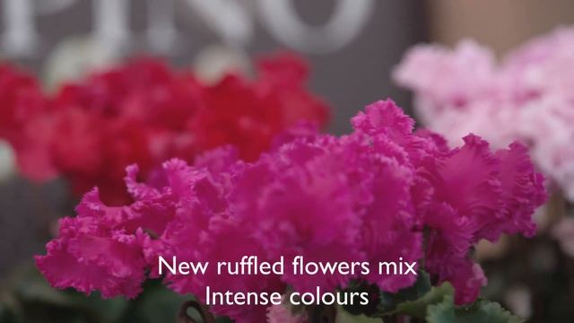 Cyclamen Novelties 2023-24 - METIS CRISPINO® mix смотреть онлайн