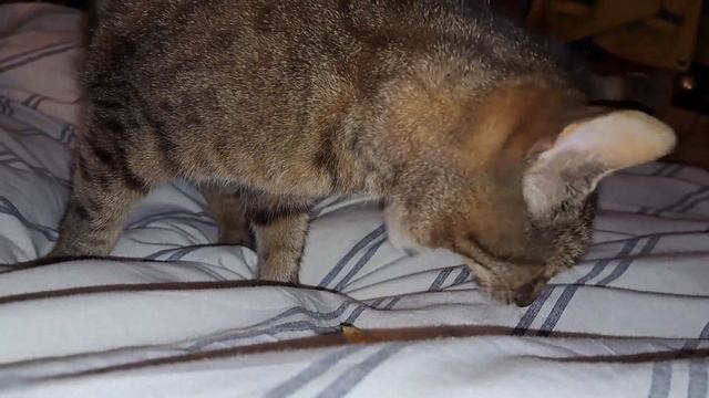 Кошка ест чипсы с большим удовольствием. The cat eats chips with great pleasure смотреть онлайн