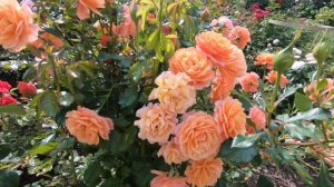 Роза шраб Ламбада   Lambada (новинка 2014 г.)