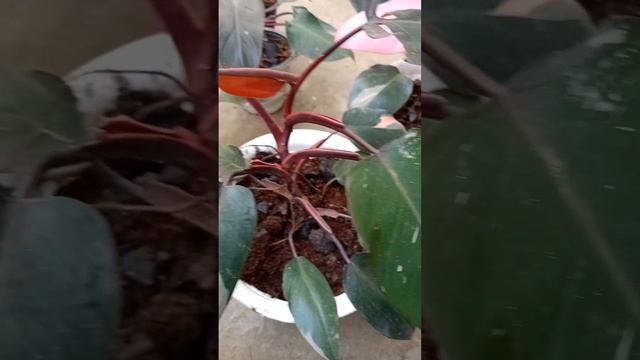 pink Princess/philodendron care in hindi смотреть онлайн