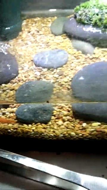 my new red salamander pauladarium смотреть онлайн