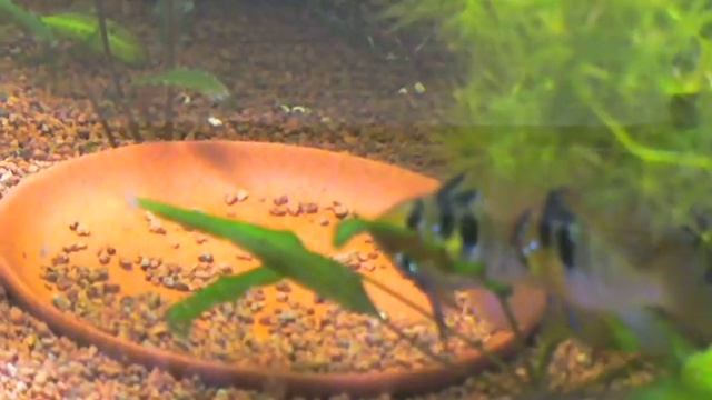 Битва за тарелку смотреть онлайн