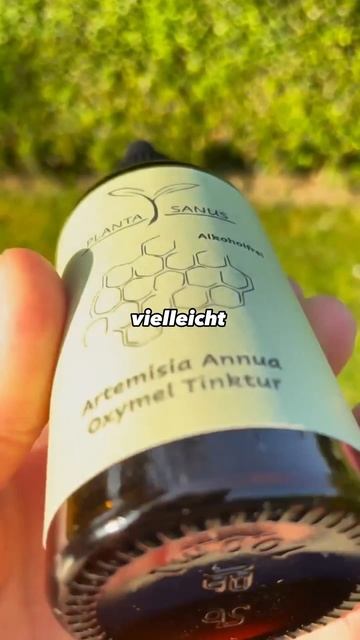 So kannst du Artemisia annua einnehmen!🤯🌱 #kräuter #viral #artemisiaannua #shorts смотреть онлайн