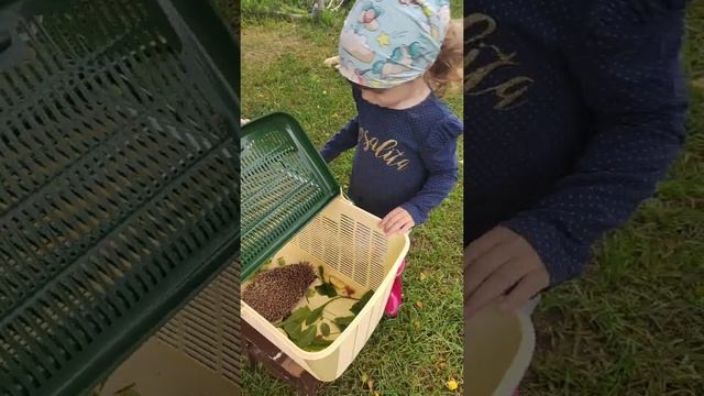 неделя в деревне. Собака нашла ежика. Деревенские дела смотреть онлайн