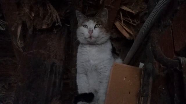 Кот на трубе (01.03.2016) смотреть онлайн