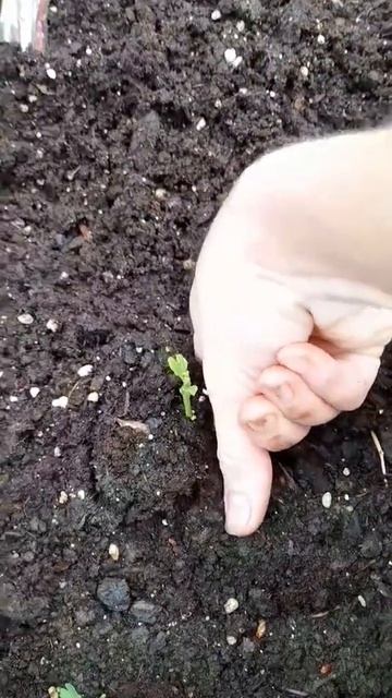 гинкго билоба корневая система #shortvideo #рекомендации смотреть онлайн