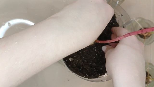 Выращиваем дерево авокадо из косточки и пересаживаем в горшок смотреть онлайн