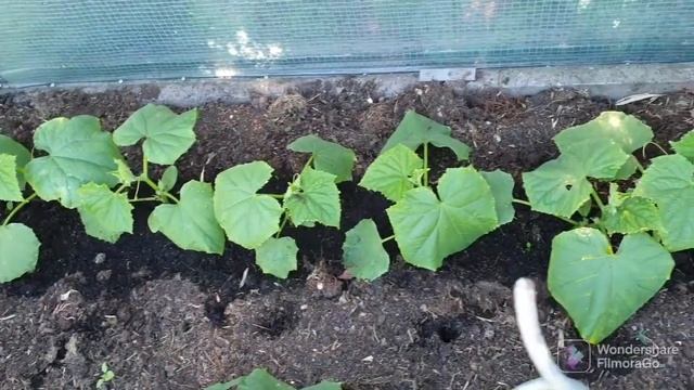 @ Германия! МИНИ ОГОРОД!Small garden Plots!Все растёт и плодоносит! смотреть онлайн