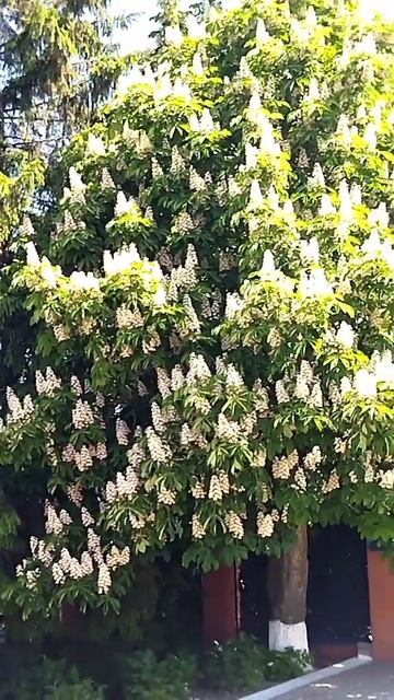 Вейделевка весна 2023 Veidelevka Spring 2023