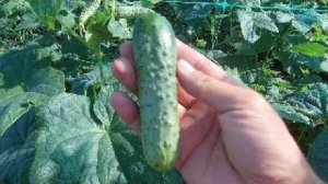 ВЫРАЩИВАНИЕ ОГУРЦОВ В ОТКРЫТОМ ГРУНТЕ! ИНСТРУКЦИЯ ПО ДНЯМ ОТ ВЫСАДКИ СЕМЕЧКИ ДО СБОРА УРОЖАЯ