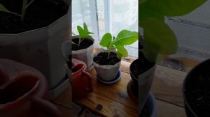 Все обо всем _ курительный табак вирджиния