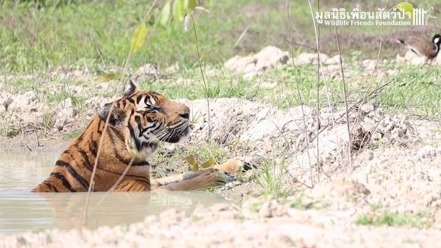 Rescued tiger, Pin's, first dip in her lake смотреть онлайн