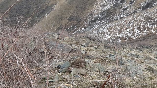 охота кеклик смотреть онлайн