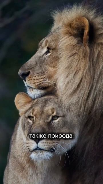 А ты наряжается для себя или для мужчин? #психология #вдохновение #мотивация смотреть онлайн