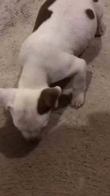 Pitbull Cachorrita comiendo смотреть онлайн
