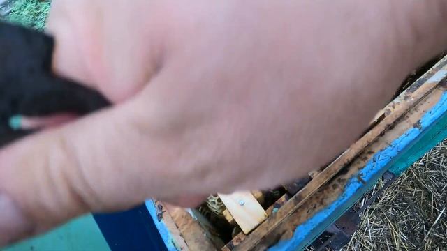 Мёд в сотах. Первый опыт в получении сотового мёда смотреть онлайн