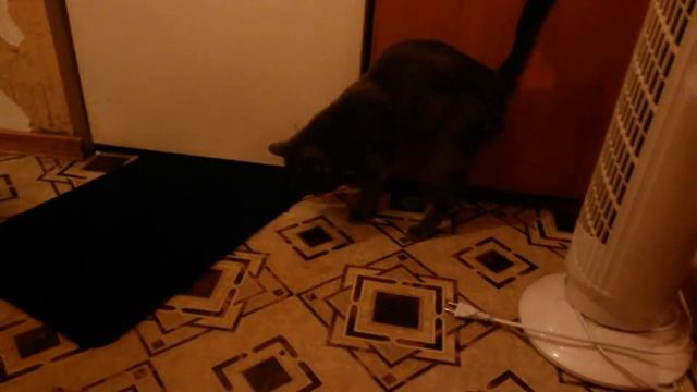 Кот Кузя тащет коврик 😄. смотреть онлайн