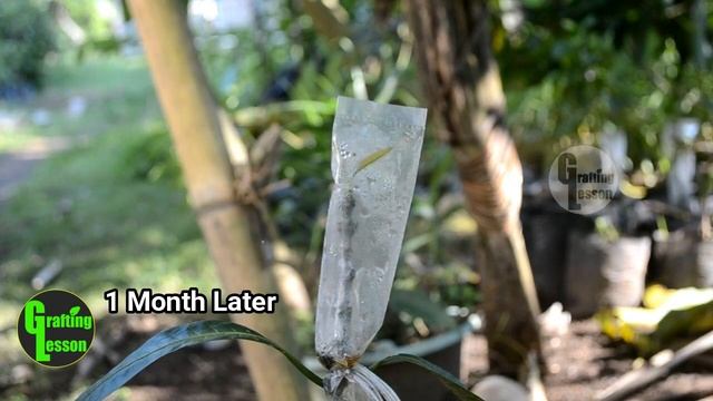 Mango Tree: 6 Steps To Cleft Grafting Mango Tree смотреть онлайн