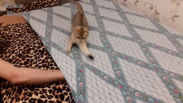 Алиса the Cat.Подборка смешных видео о кошке.Алиса в детстве-видео из архива. смотреть онлайн