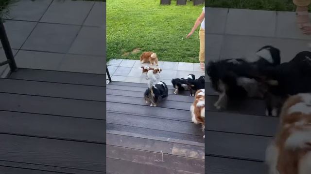 Трогательная встреча Кавалера Диззи с семьей