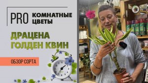 Драцена Голден Квин. Обзор сорта. Неприхотливое растение. Озеленение: на восточное и западное окна.