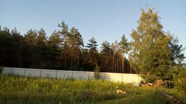 выпускной у ушастой совы смотреть онлайн