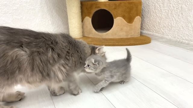 Little and cute kitty Chloe searching for her mama cat while the other kittens were sweetly sleepin смотреть онлайн