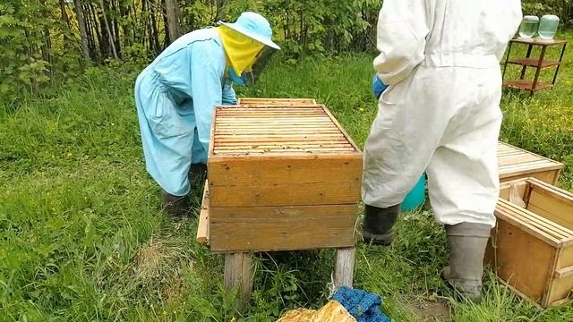 Осмотр пчёл смотреть онлайн