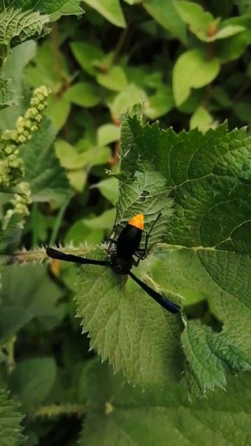 Stinging black insect stinging stinging nettle. смотреть онлайн