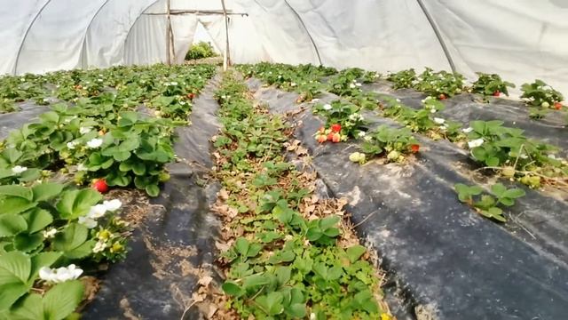 Strawberry plantation in the village of Chamlı.Плантация клубники в деревне Чамлы.Çamlı köyünde смотреть онлайн